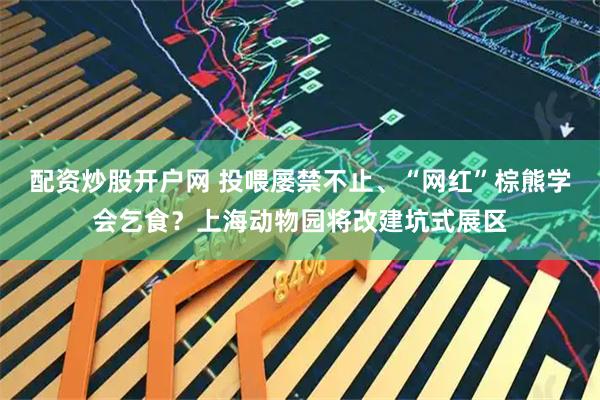 配资炒股开户网 投喂屡禁不止、“网红”棕熊学会乞食？上海动物园将改建坑式展区